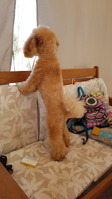 Immagine Maurizio toiletter 1