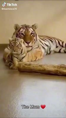 Immagine ESTETICA ROBERTA & NAILS CENTRO QUALIFICATO SHELLAC 3