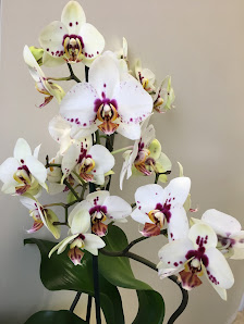 Immagine Centro Estetico 1