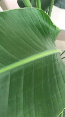 Immagine YoUnique Botanical Beauty 1