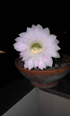 Immagine Idea Donna Centro Estetico 1