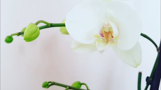 Immagine Bellessere Beauty Center di Mariondi Graziana 1