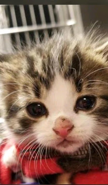 Immagine Beauty and Joy - Centro Estetico e Benessere a Belpasso 1