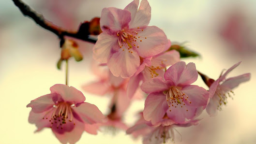 Immagine Daniela - centro estetico - 2