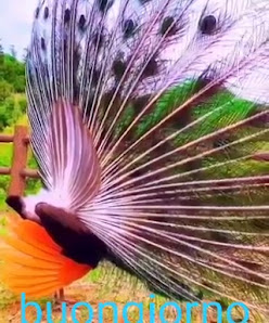 Immagine Estetica Monica Di Maso Monica 3