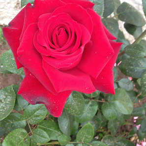 Immagine Centro Estetico Mary D'Amico 2