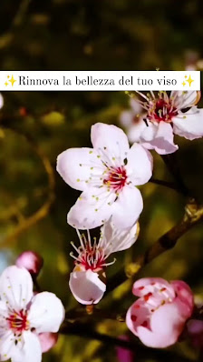 Immagine Ikigai-Momenti di Benessere 5