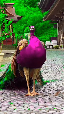 Immagine Cacao S.A.S. Gorizia 3