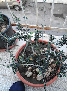 Immagine Giaconelli Elena 1