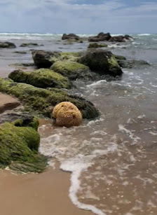 Immagine Spugne di mare 2