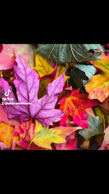 Immagine La Fenice 3