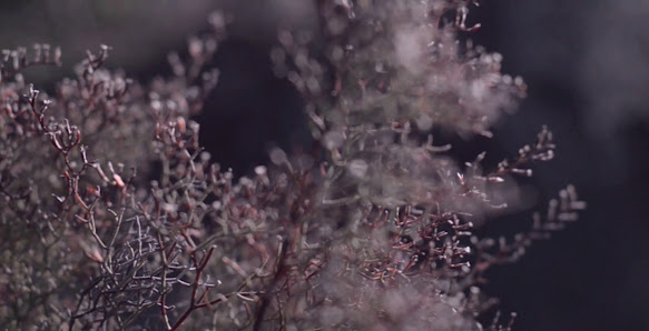 Immagine Perlavinia Oliestetica 4