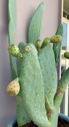 Immagine Eumà estetica 3