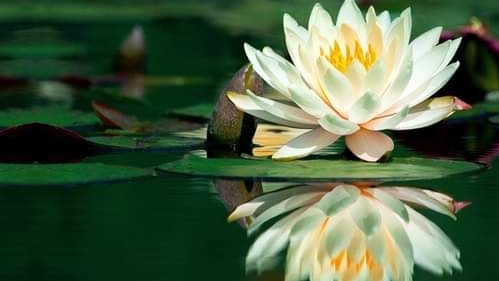 Immagine Beauty Lotus Estetica di Biondino Irene 1