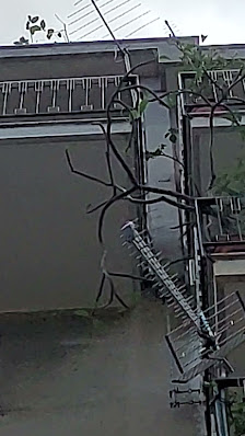 Immagine By Francy 3