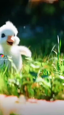 Immagine Dolce Benessere Di Zanellato Nicoletta 3