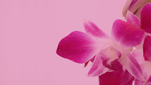 Immagine Votre Beaute Di Ermenegilda Gasparin 2