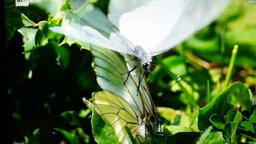 Immagine Estetica Il Bello Delle Donne Torino 3