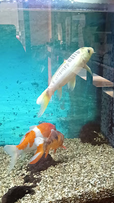 Immagine Estetica Benessere Sahar 3