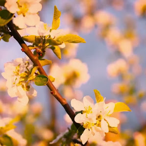Immagine Centro Estetico Estetica Boudoir 3